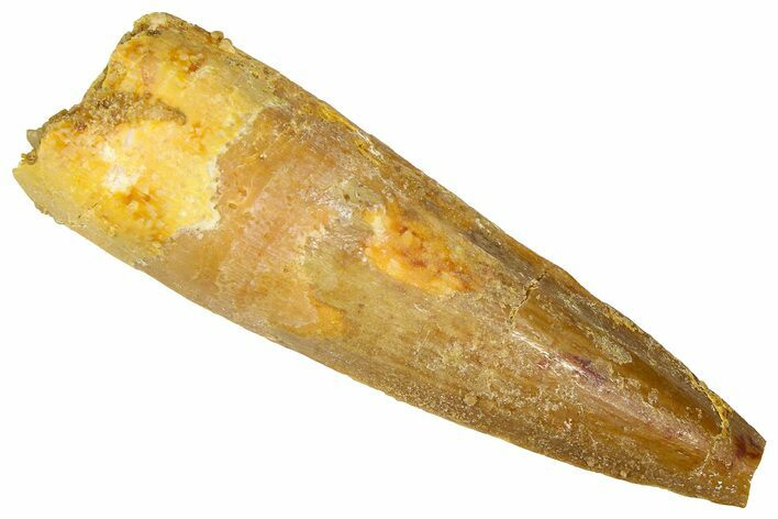 Bargain, Fossil Spinosaurus Tooth - Real Dinosaur Tooth #368163